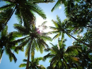 Fototapeta premium Palm Trees in Fiji