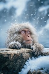 Obraz premium Geothermal hot springs resort, spa, bath pool, relaxation vacation theme. A Japanese macaque in a snowcovered hot spring, its fur a mix of white and brown. The background is blurred.