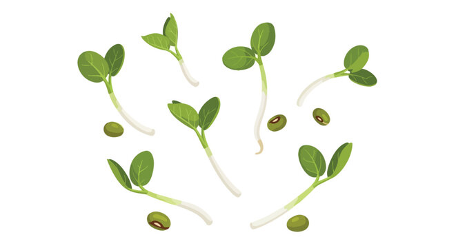 Fresh Green Bean Sprouts and Seeds Isolated on White Background