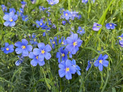 Linum perenne perennial blue flax lint flowering plant.