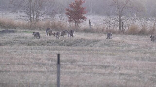 Wild Australian Eastern Grey Kangaroos (Macropus giganteus) mob standing and eating food with sheep in background 4k in Australia 4k