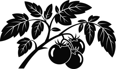 Fresh tomato plant branch with ripe tomatoes and green leaves vector illustration.