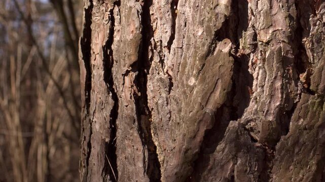 Close-up of pine tree bark texture with soft moving shadows. Bush branches sway in the wind in the background with blurred forest. Natural light, early spring forest atmosphere.