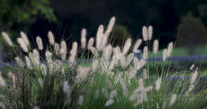 Foxtail fountain grass swaying in the afternoon light.