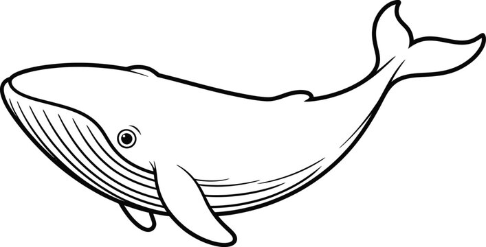 Majestic humpback whale swimming in ocean monochrome line art vector illustration.