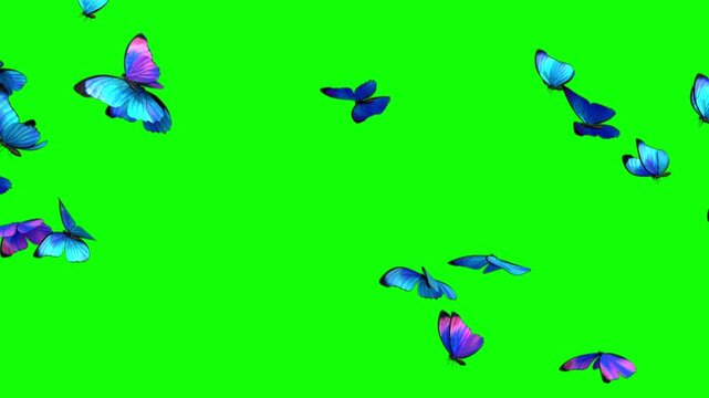 4K 60fps Realistic Blue and Purple Butterflies Swarm Flying on Green Screen