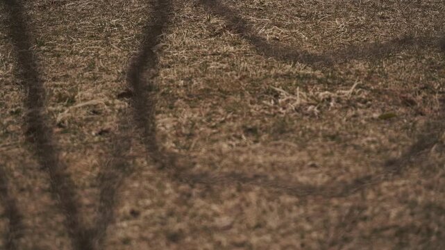 枯れた草原を流れる川を背景に枯れ枝のシルエット