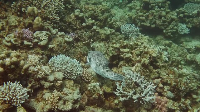 Underwater footage highlighting a Stellate Pufferfish (Arothron stellatus) swimming in shallow Red Sea waters, displaying its characteristic patterns.