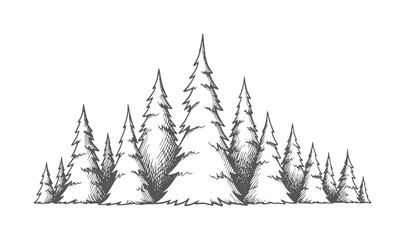 Black and white hand drawn coniferous forest silhouette trees © Mehedy
