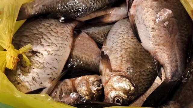 Raw crucian carp fish in a bag close-up. Good big catch on fishing