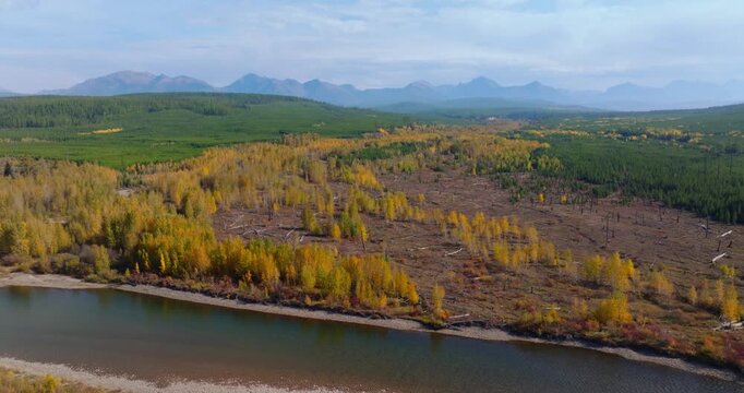 Sandy river banks and fall foliage forest near Polebridge Montana, aerial drone natural backdrop