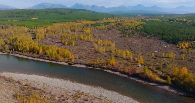 River winding past autumn yellow forest near Polebridge Montana outside Glacier National Park, aerial drone overview of flood plains