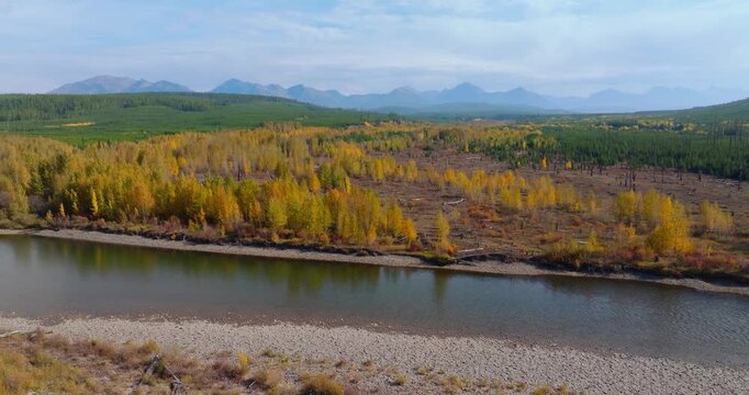 Yellow autumn trees in northwest Montana along sandy low shallow river banks, mountains on horizon