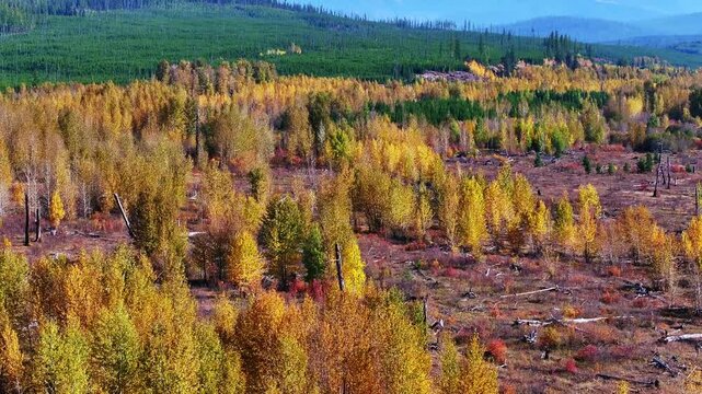 Aerial landscape of autumn trees and evergreen forest with distant mountains in northwest Montana, mixed wildfire plains, tilt up