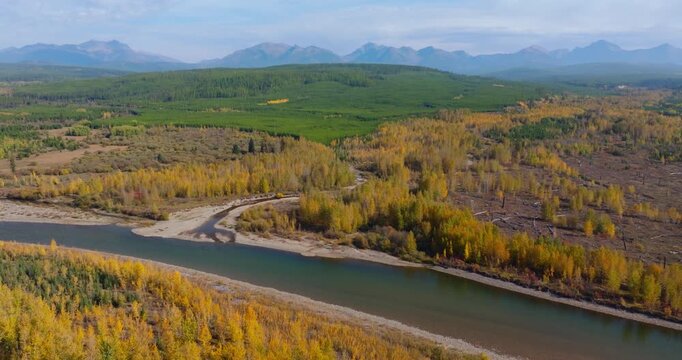 North Fork Flathead River curving through autumn forest valley in northwest Montana near Polebridge, aerial drone ascend above confluence on sandy banks