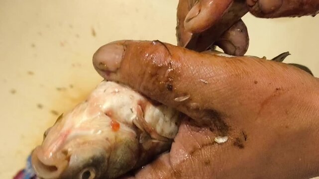 The man cuts a crucian carp with a knife and takes out the giblets. The process of cooking river fish.
