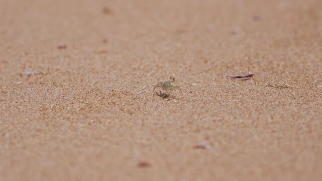 Macro zoom footage highlighting a tiny crab perfectly matching its surroundings, gradually revealing itself through camera movement rather than motion.