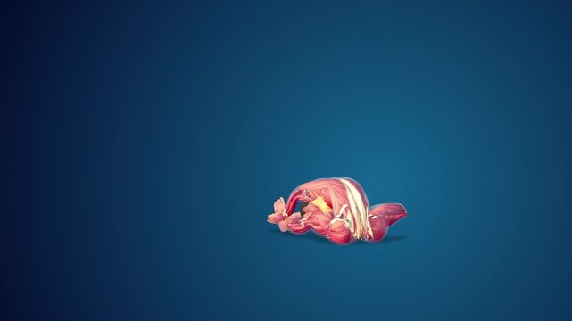 3D human Janu Sirsasana or Head-to-Knee yoga pose on blue background, loopable