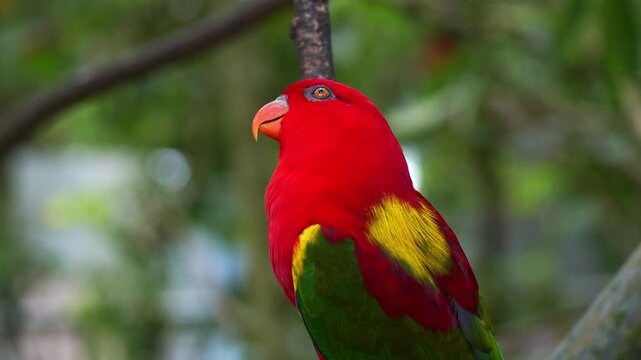 A Chattering Lory (Lorius garrulus) perches on tree branch, looks around the surroundings, close up shot.