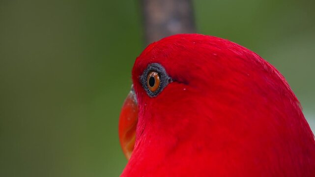Close up portrait shot of a Chattering Lory (Lorius garrulus).
