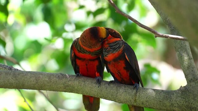Two Dusky lories (Chalcopsitta fuscata) perched on a tree branch amidst lush green foliage, engaged in affectionate behaviour, preening and grooming one another, close up shot.