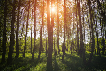 Fototapeta premium Sunlight filtering through the tall birch trees in a lush green forest, creating a serene and captivating natural landscape for nature enthusiasts. Vintage film aesthetic.