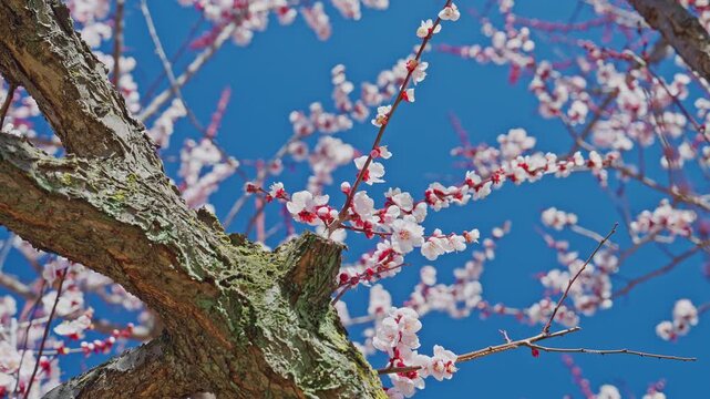 A low angle view of a sturdy plum tree branch with white blossoms swaying naturally in the wind, set against a solid blue sky to capture the feeling of early spring.