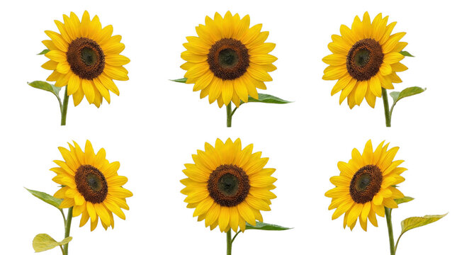 A collection of six vibrant yellow sunflowers with green stems and leaves on transparent background. on transparent background
