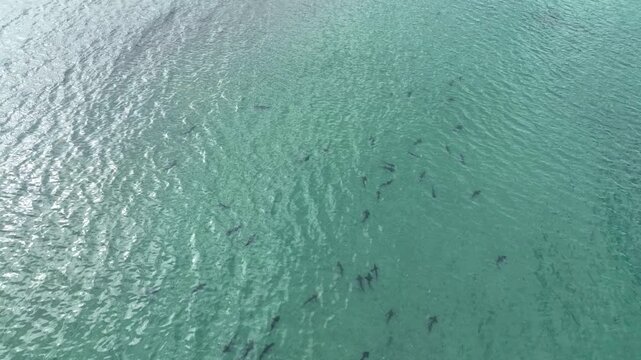 Aerial view of a leopard shark aggregation in the shallow waters of La Jolla, CA