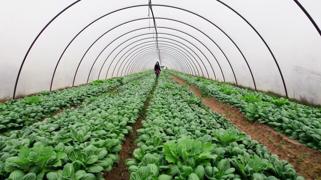 Female farmer walking in greenhouse crop rows