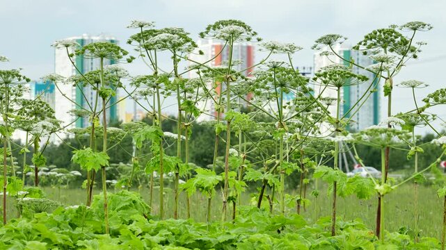 Heracleum field invading cityscape showing invasive plant and urban development