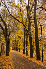 Fototapeta premium Park alley with bright yellow foliage and paved path on cloudy day. Beautiful autumn landscape, embracing the concept of nature's transformation and a walk in the fresh air. Golden autumn.