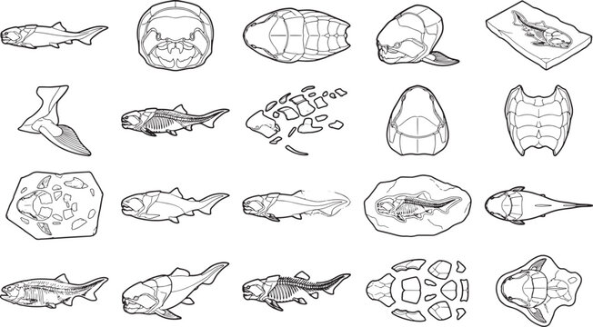 An artful monochrome study features a captivating array of ancient fish fossils meticulously preserved, revealing intricate details and historical essence.