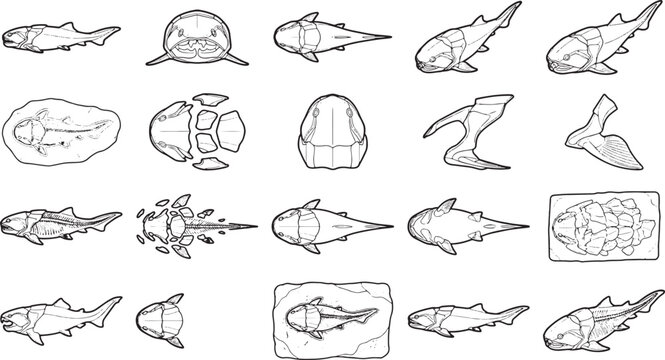 Various sketches, showcasing the ancient fish fossil, offering a comprehensive view.