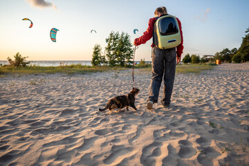 Adventurous cat walking on leash with owner along sandy beach. Traveling fluffy calico feline on harness enjoying strolling with woman on coast outdoor, kitesurfers in distance. Pet friendly travel. © ingoodtime