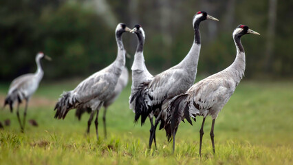 Fototapeta premium Common crane (Grus grus) in the wild. Early morning on swamp erens.