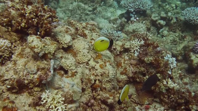A lively tropical reef featuring Blacktail Butterflyfish and Dascyllus fish moving among diverse coral formations in clear tropical waters.