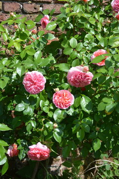Grappe de fleur de rosier La ville de Bruxelles au printemps
