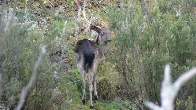 Feral Fallow deer (Dama dama) with one eye missing antler looking at camera in australian alpine bush late In afternoon 4k