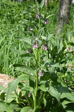 Symphytum officinale_Common Comfrey with flower in spring