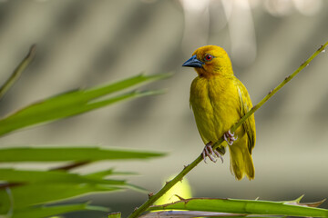 Obraz premium Golden Weaver.