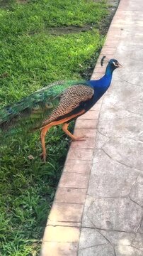 Colorful Peacock Walking on a Paved Path Outdoors
