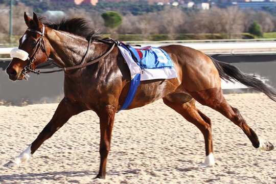 Caballo suelto de carreras solo sin jockey galopando en hip&oacute;dromo con rienda, cincha, mantilla y dorsal