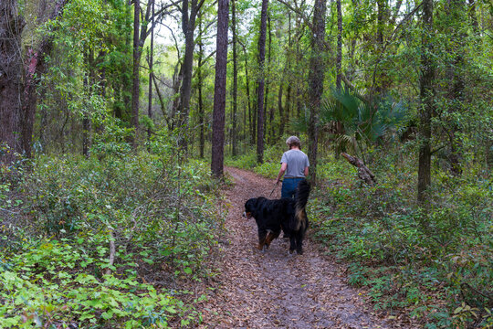 A woman walking her dog in the Ocala forest