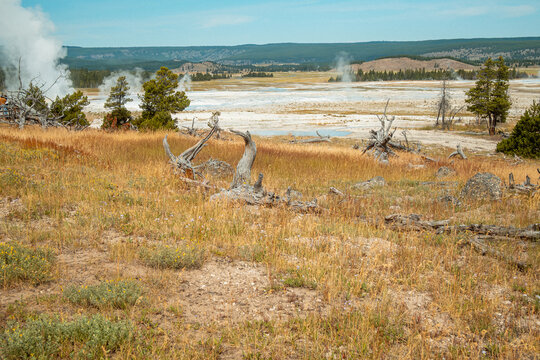 Vast Landscape With Geothermal Activity. Serene Wilderness With Rising Steam And Resilient Flora