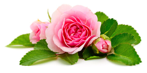 Beautiful pink rose flowers with green leaves isolated on white