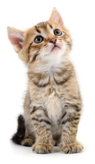 Obraz premium Small tabby kitten sitting and looking up isolated on white