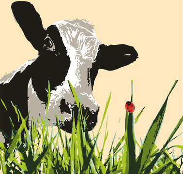 Cow with a ladybug that the cow is looking at. 