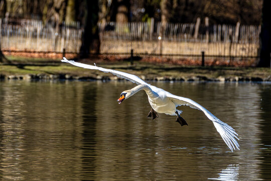 Mute swan, Cygnus olor flying over a lake in the English Garden in Munich, Germany