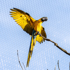 The Blue-and-yellow Macaw, Ara ararauna is a large South American parrot © rudiernst